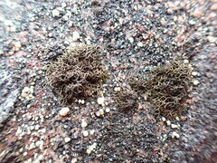 Pseudephebe pubescens