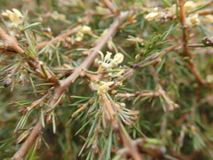 Coprosma acerosa
