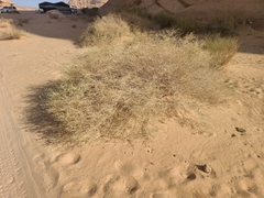 Zilla spinosa