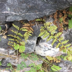 Asplenium adiantum-nigrum