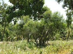 Phillyrea angustifolia