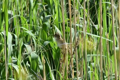 Acrocephalus australis