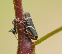 Eurymeloides bicincta