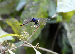 Agrionoptera insignis