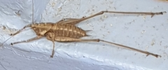 Rhacocleis poneli