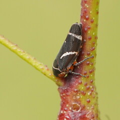 Eurymeloides bicincta