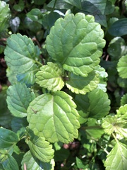 Plectranthus