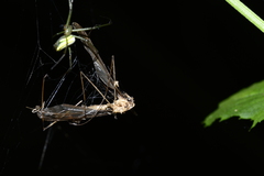 Leucauge celebesiana
