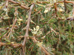 Coprosma acerosa