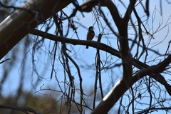 Pachycephala rufiventris