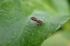 Diaphorina citri