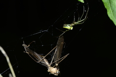 Leucauge celebesiana