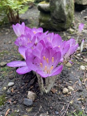 Colchicum