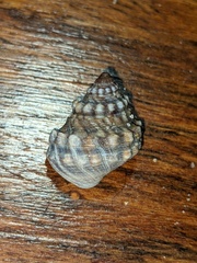 Nodilittorina pyramidalis