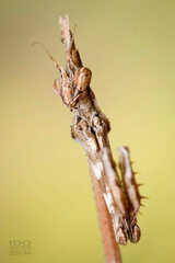 Empusa fasciata