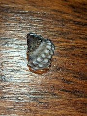 Nodilittorina pyramidalis