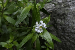 Anaphalioides trinervis