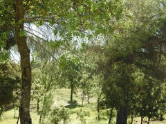 Pinus pinea