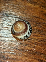 Bembicium nanum