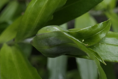 Anaphalioides trinervis