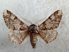 Biston strataria