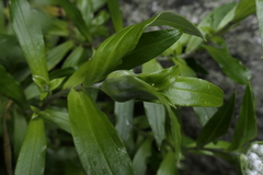 Anaphalioides trinervis