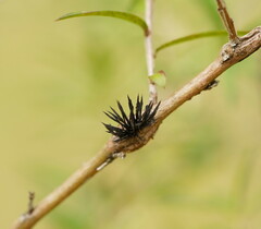 Septobasidium clelandii