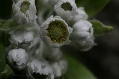 Anaphalioides trinervis