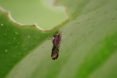 Diaphorina citri