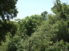 Aesculus hippocastanum