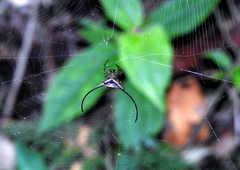 Macracantha