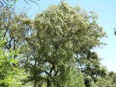 Pinus pinea