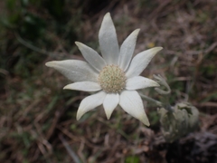 Actinotus helianthi