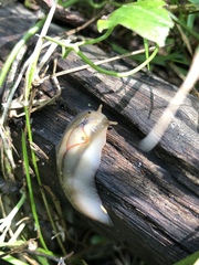 Triboniophorus graeffei