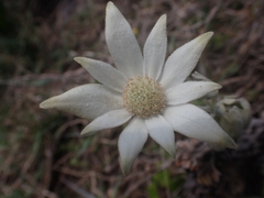Actinotus helianthi
