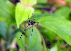 Macracantha