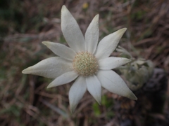 Actinotus helianthi