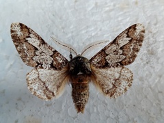Biston strataria