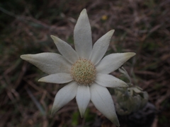 Actinotus helianthi