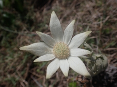 Actinotus helianthi