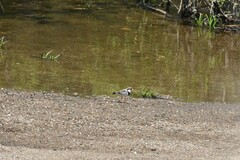 Elseyornis melanops