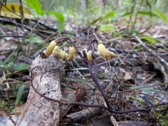 Erythrorchis cassythoides