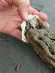 Callyspongia