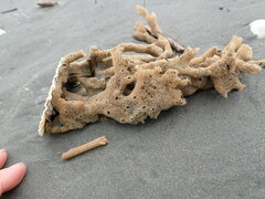 Callyspongia