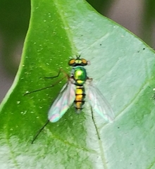 Dolichopodidae