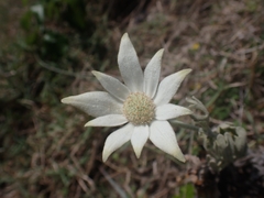 Actinotus helianthi