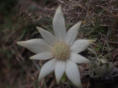 Actinotus helianthi
