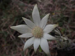 Actinotus helianthi