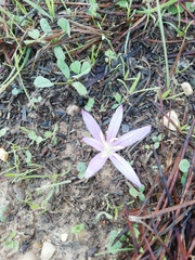 Colchicum filifolium