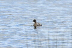 Poliocephalus poliocephalus